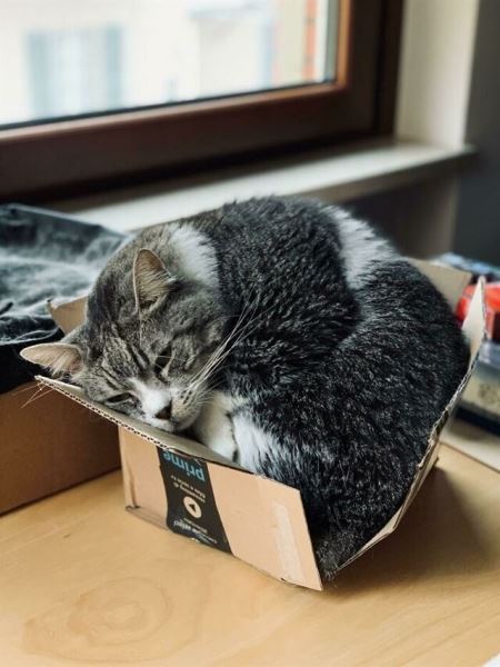 38 фотографий, которые доказывают, что кошки могут поместиться практически в любом месте