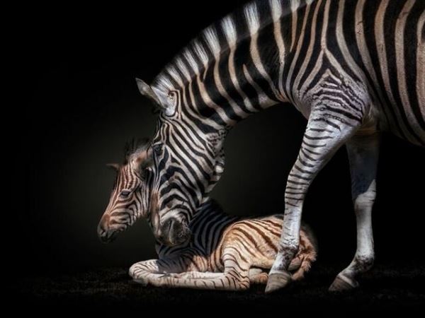 Перуанский фотограф делает снимки диких животных, давая возможность увидеть их с близкого расстояния (35 фото)